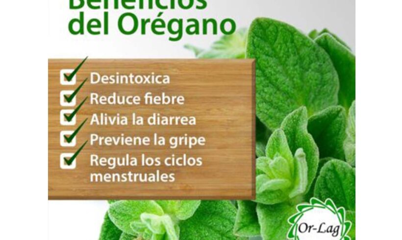 Beneficios del orégano