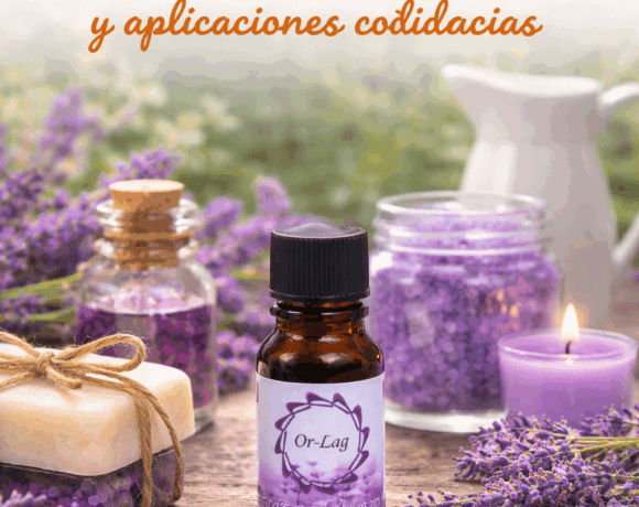 Lavanda: usos tradicionales y aplicaciones cotidianas