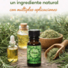 Romero: un ingrediente natural con múltiples aplicaciones