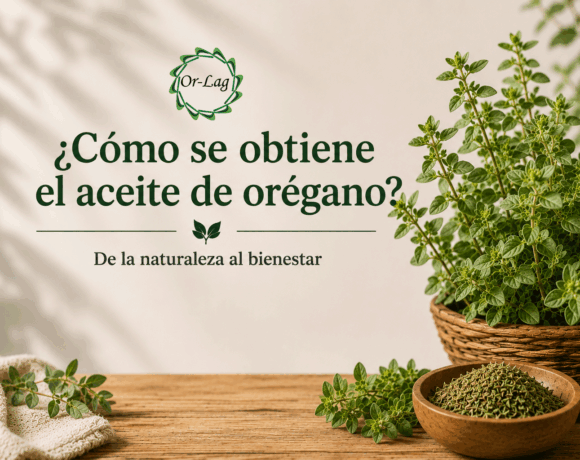 ¿Cómo se obtiene el aceite de orégano? ¿Cómo se obtiene el aceite de orégano?