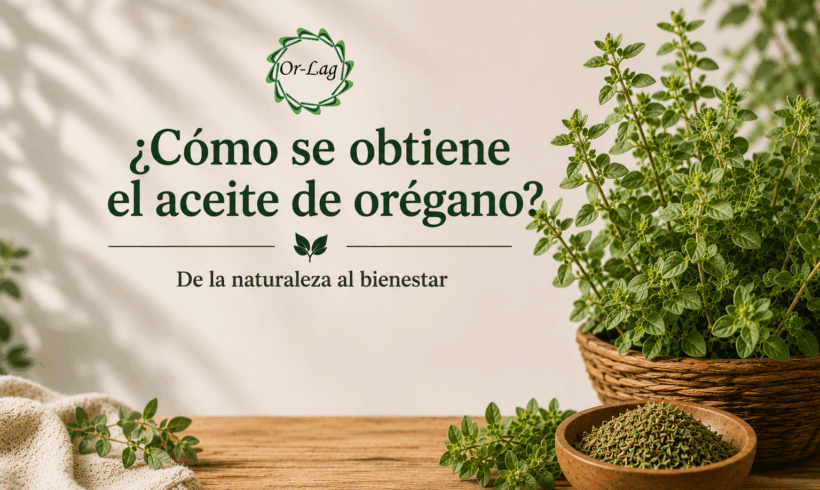 ¿Cómo se obtiene el aceite de orégano? ¿Cómo se obtiene el aceite de orégano?