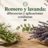 Romero y lavanda: diferencias y aplicaciones cotidianas