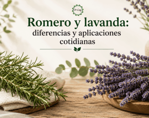Romero y lavanda: diferencias y aplicaciones cotidianas